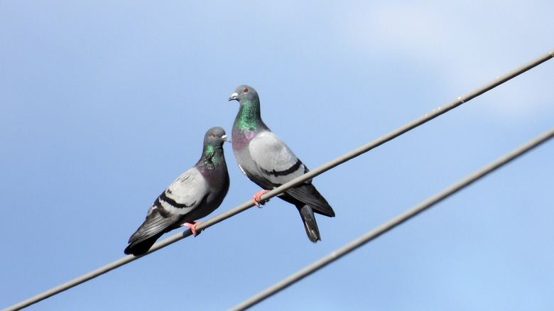 Two pigeons standing on a wire