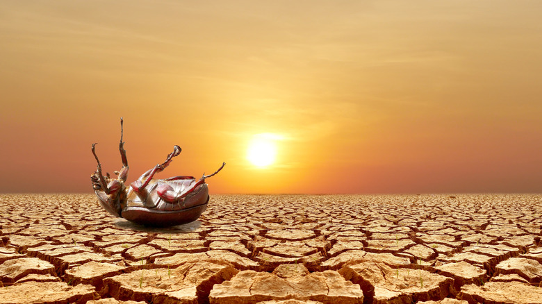 An overturned beetle struggling on the parched ground under a hot sun.