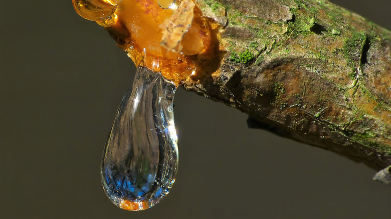A drop of tree sap dripping from a branch.