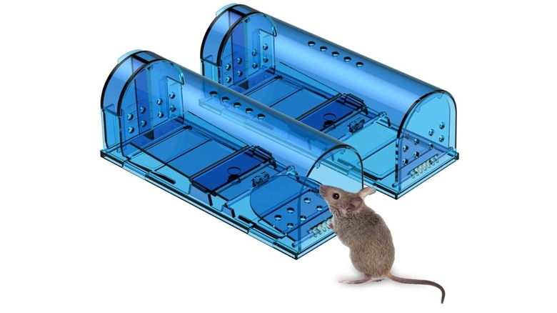 A humane rodent catch and release device