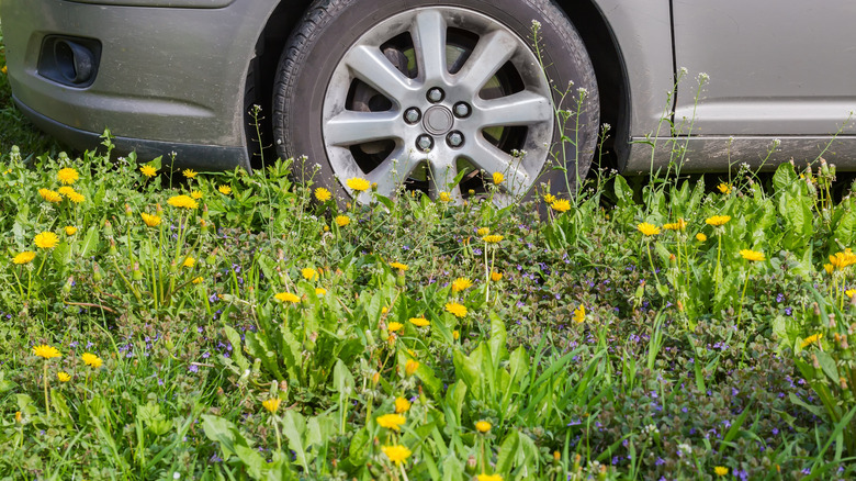 A car parked in an overgrown field