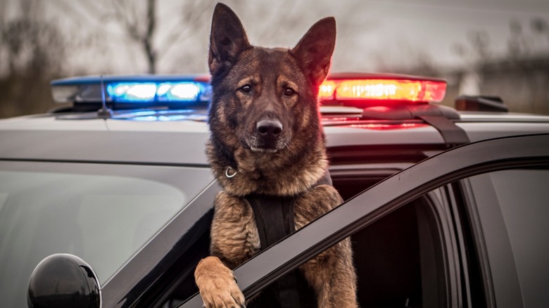 Police dog in patrol car.