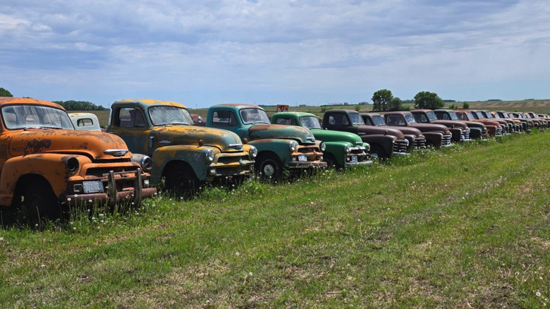 A row of colorful patinaed old Chevrolet trucks lined up in a grassy field.