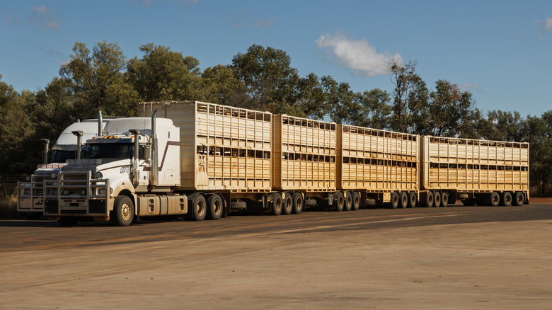 An Australian cattle road train carrying four trailers