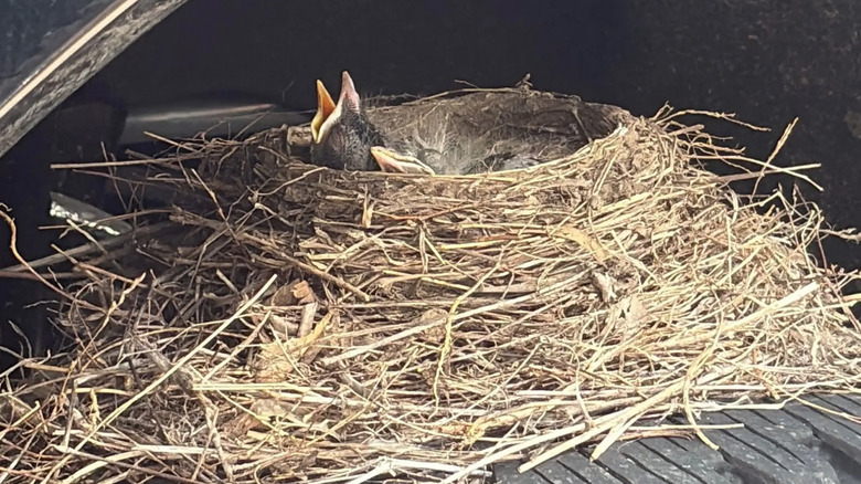 Olathe Ford Lincoln birds