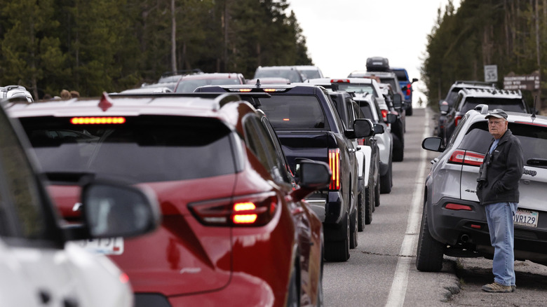 A traffic jam inside Yellowstone National Park