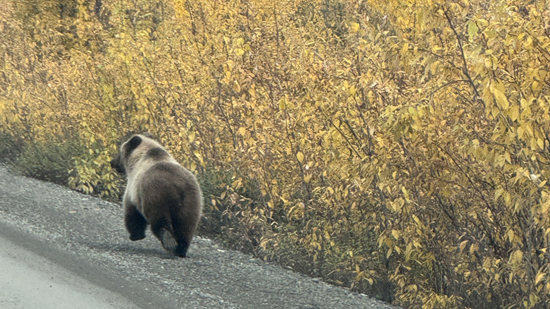 Bear running along the Dempster