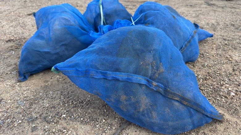 Close-up of some of the 81 macaques found in a pickup truck in Thailand