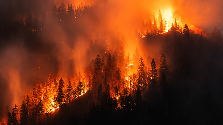 Burning wildfire at night