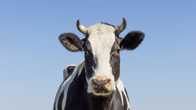 A cow stares at the camera.