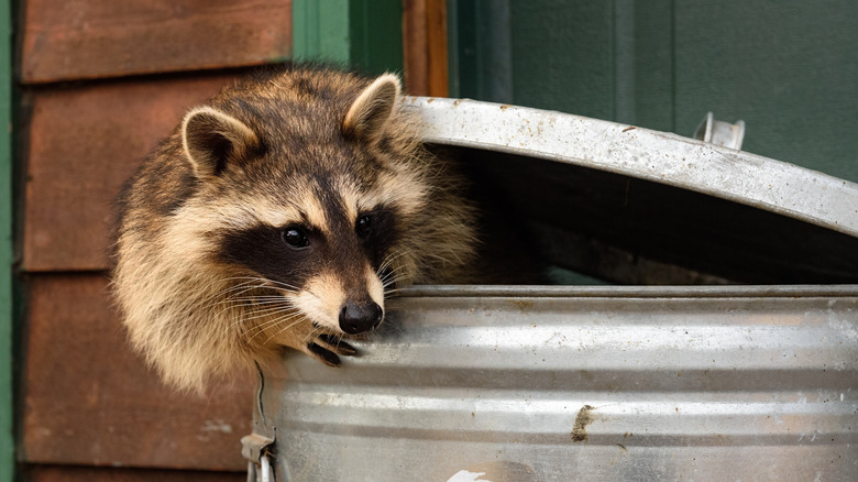 Raccoon coming out of a garbage can