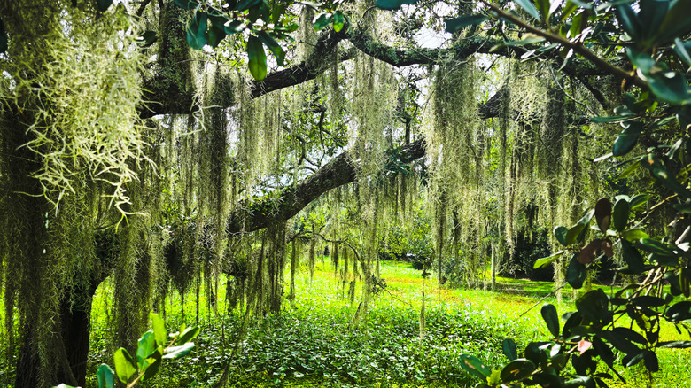 sunlight streaming through Spanish moss on a sunny dayy