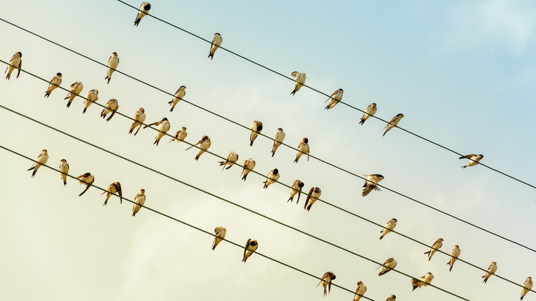 A flock of more than 40 birds perched overhead on five wires.