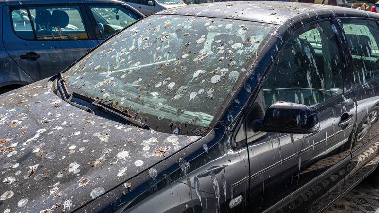 A parked black car with a lot of bird droppings on its hood and windshield.