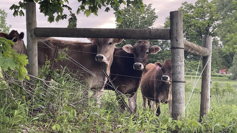 cows in Vermont