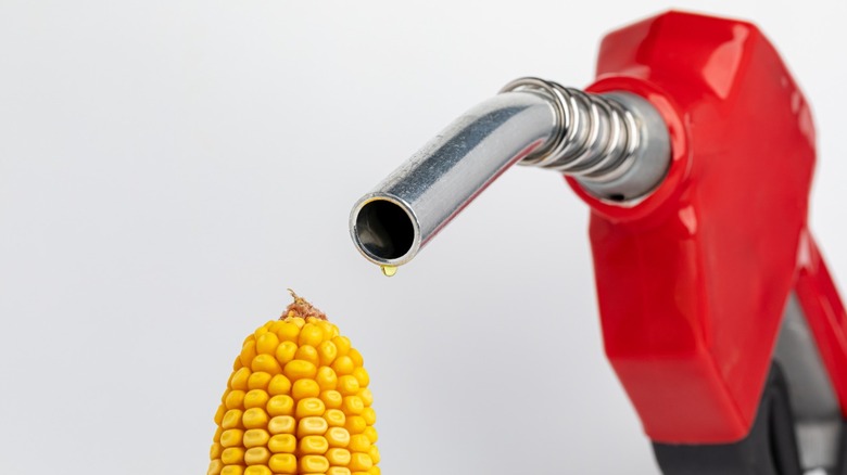 Ear of corn in front of nozzle dripping ethanol fuel