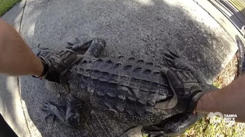A sheriff's deputy from Tampa, Florida holds down an alligator near a road