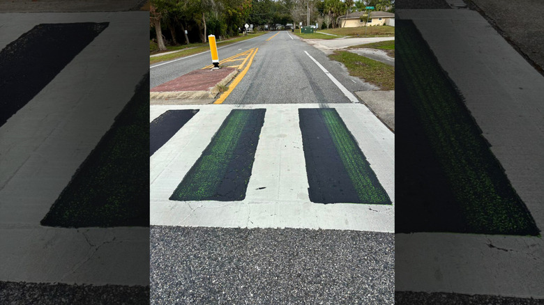 A black and white crosswalk in Florida, with green showing through