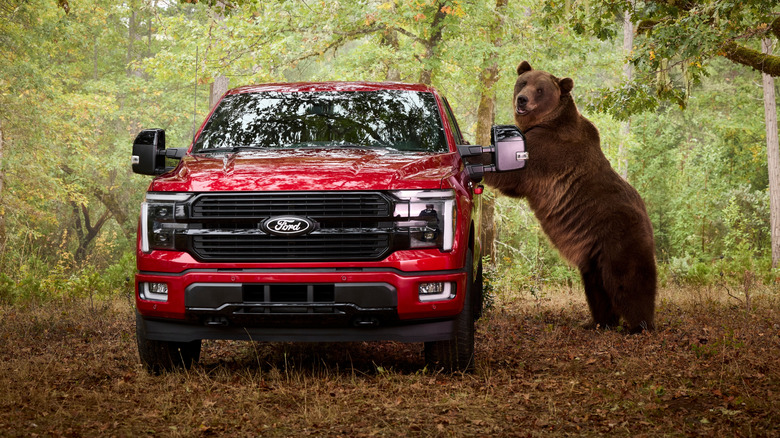 Tag, an 800-pound Kodiak bear, standing on his hind legs pushing against a red Ford F-150