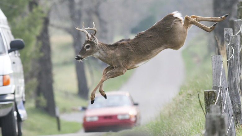 This deer jumping a fence and onto a road in front of a couple of moving vehicles could be drunk. But he could be a sober deer too.