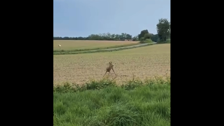 A drunken deer tries to stabilize itself after a spin in the French wine valley.