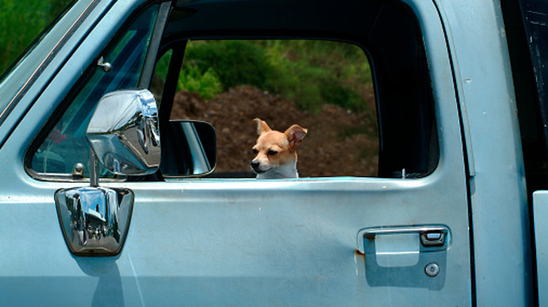 Old blue pick up truck with chihuahua looking out the window.