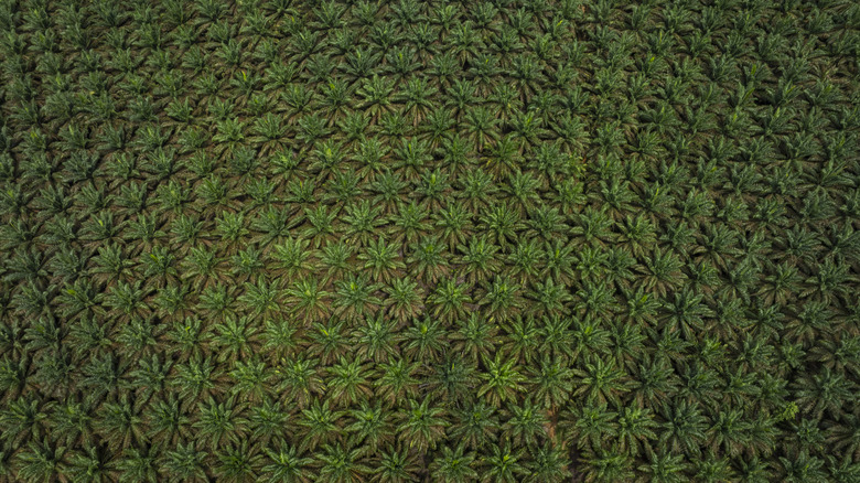 A palm oil plantation in Indonesia; palm oil is a common feedstock for biofuels