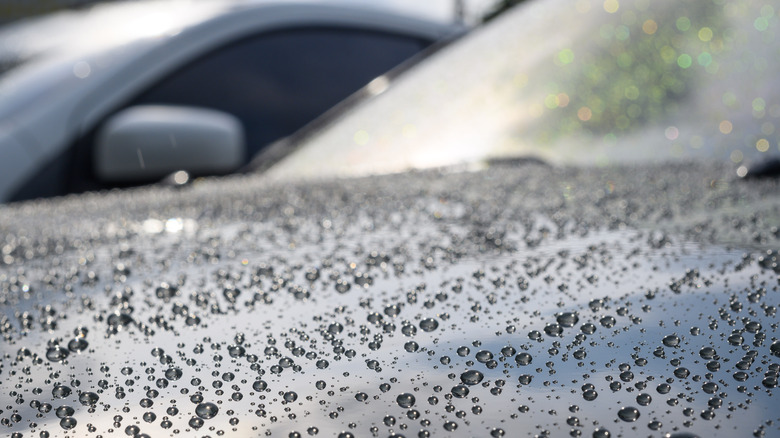 Water beading on the hood of a freshly-waxed car