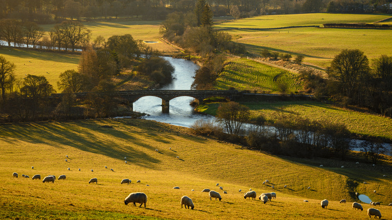 A sunny morning in Scotland, sheep in the foreground and a river winds through green spring fields