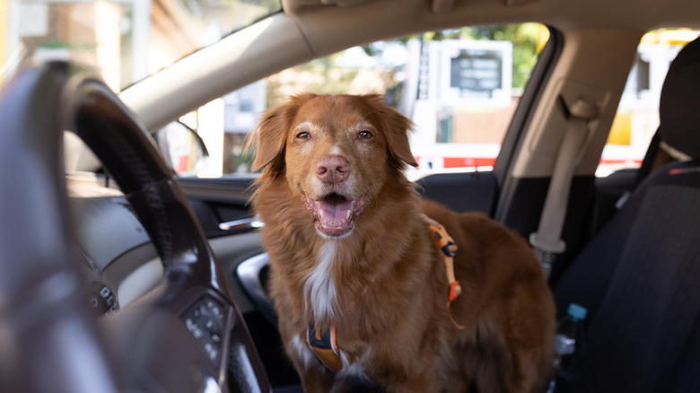 Happy smiling dog inside the car ready for adventures. Travelling with dog on holidays