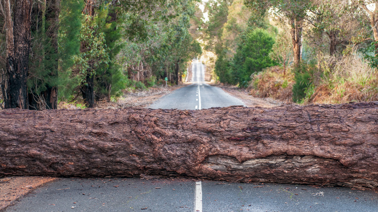 A fallen tree, lying across a road