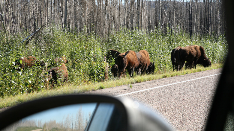 Bison on the side of the road in Canada