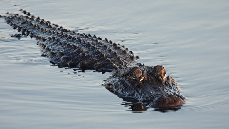 An alligator partially submerged in water