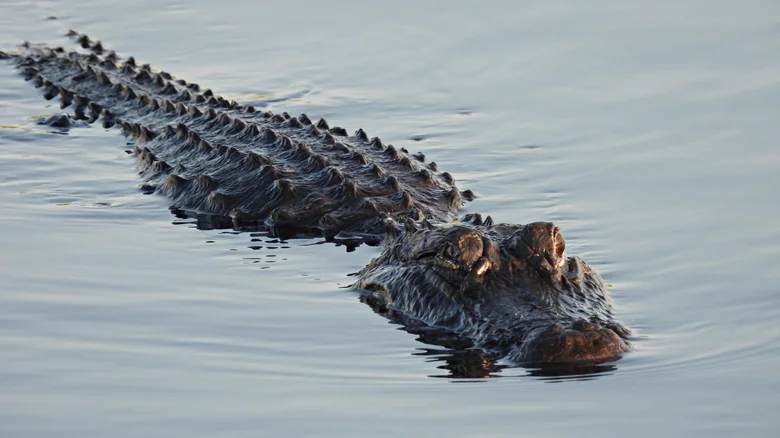 Hero Alligator атакува бягащ DWI заподозрян, забавяйки го за ареста