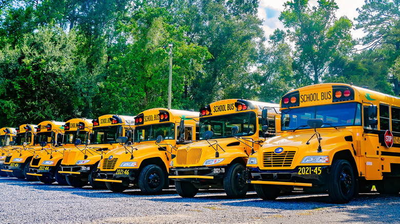 A line of big beautiful yellow school buses parked on gravel with trees in the background.