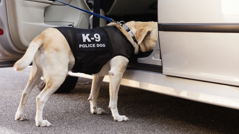 Police dog sniffing inside of car