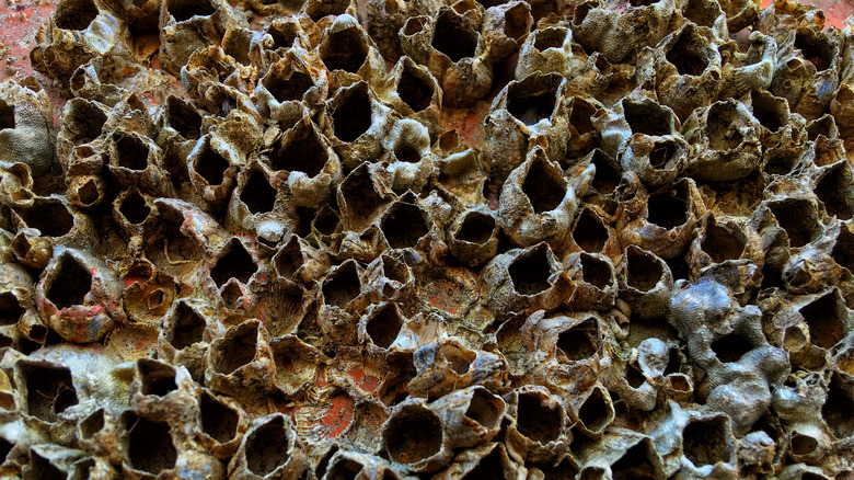 Barnacles growing on the iron plate of a ship. Barnacles or small clams. Arthropods of the subclass Cirripedia. Swarm of barnacles on the ship's wall. Close-up of barnacle texture