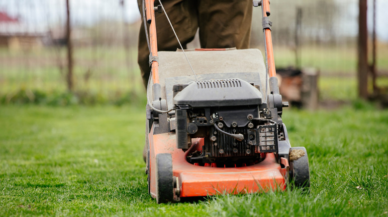 A person mowing the lawn using a walk-behind lawn mower