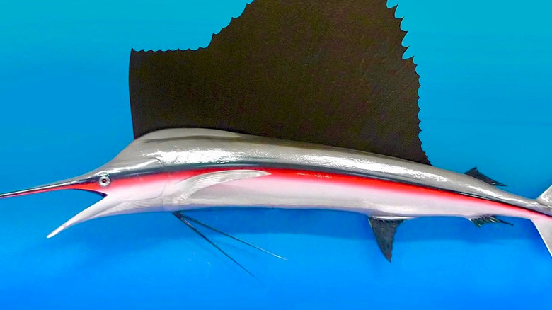 Frank Stephenson's McLaren-inspiring sailfish, mounted on his wall