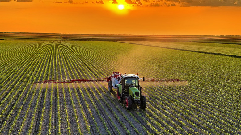 A cornfield getting sprayed at dusk