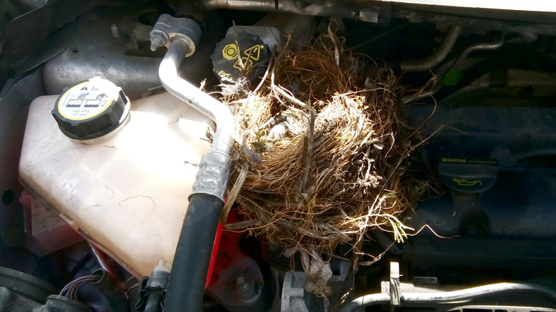 A nest built in a car's engine compartment