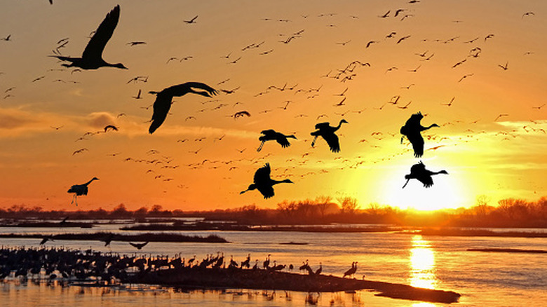 Birds on a waterfront, migrating through Nebraska