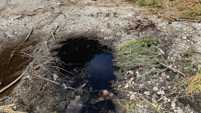 a pool of oil dumped illegally in a forest