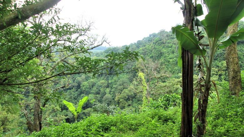 The dense jungle of the Darién Gap