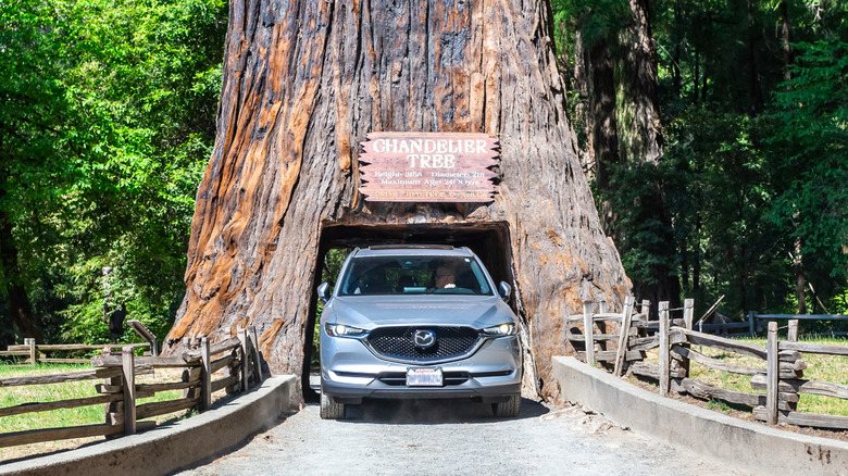 A silver 2019 Mazda CX-5 drives through the Chandelier Tree in California