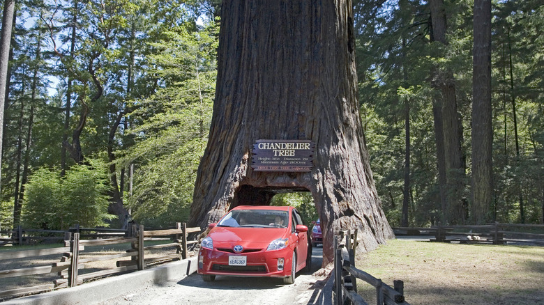 A Toyota Prius cruises through the Chandelier Tree in California.