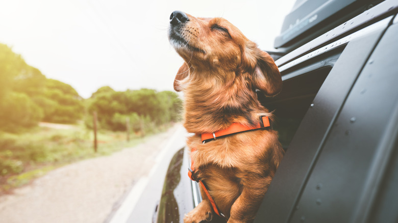Dog riding in car
