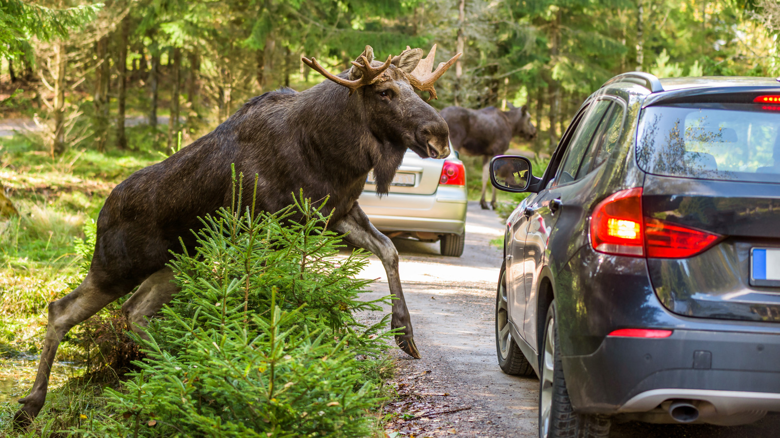 It's One Thing For A Moose To Wreck Your Car, But Someone Stealing The Meat Goes Too Far