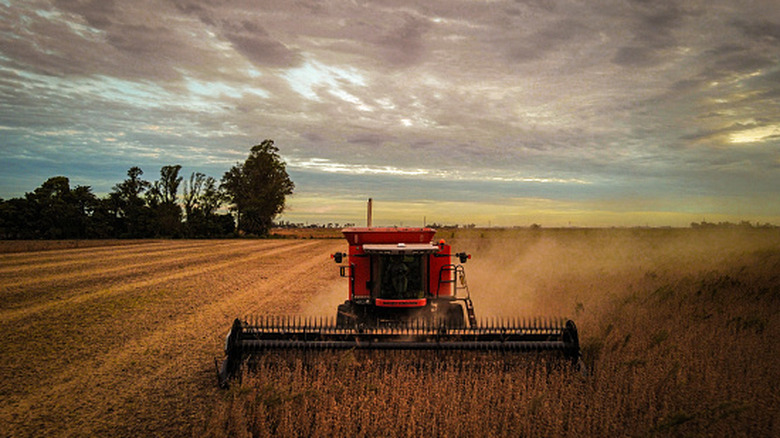Combine Harvester cutting soybean crop
