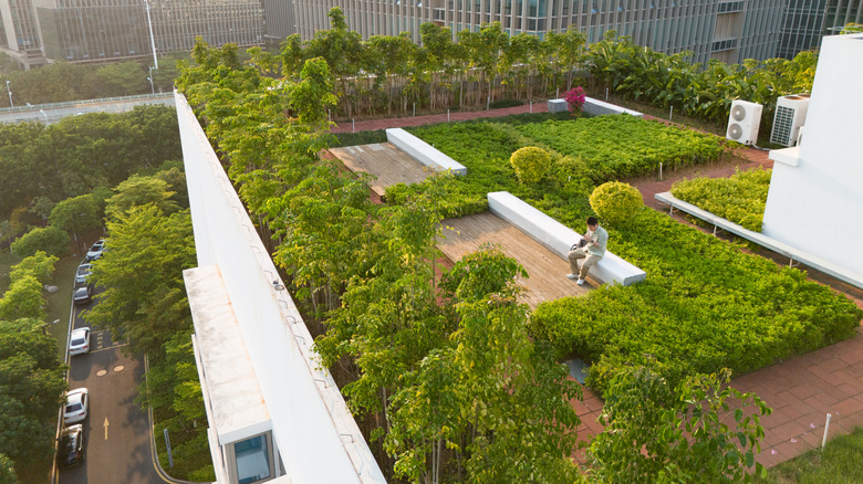 A rooftop garden with green vegitation